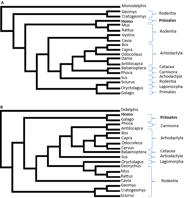 Biopython ile Genetik Veri Analizi